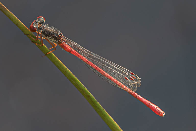 Ceriagrion tenellum male-1234.jpg